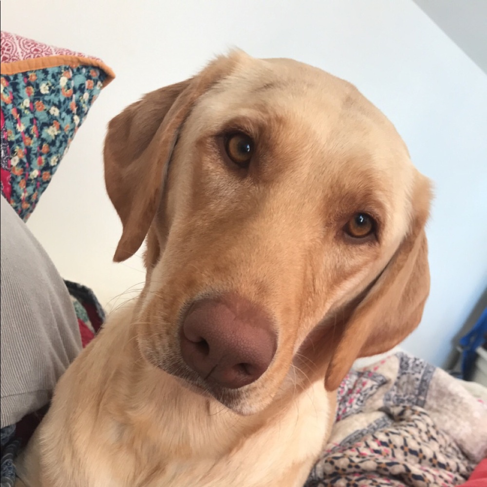 Meet your Posher, Gracie